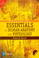 Essentials of Human Anatomy and Physiology