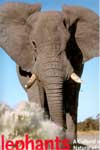 Elephant A Cultural and Natural History